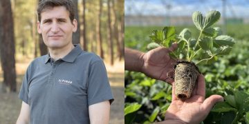 Ισπανική απόβαση στην Ηλεία: H αγορά φράουλας έφερε έναν ξένο κολοσσό