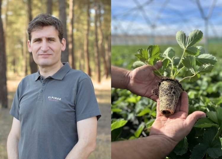 Ισπανική απόβαση στην Ηλεία: H αγορά φράουλας έφερε έναν ξένο κολοσσό