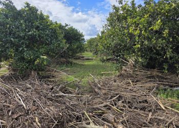 Επίβλεψη και έλεγχος ζημιών από τον ΕΛΓΑ στην Δημοτική Ενότητα Αρχαίας Ολυμπίας