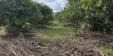 Επίβλεψη και έλεγχος ζημιών από τον ΕΛΓΑ στην Δημοτική Ενότητα Αρχαίας Ολυμπίας