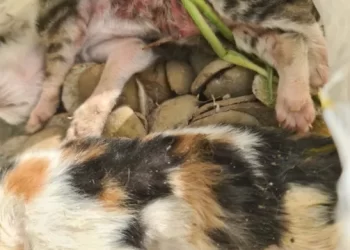 Κρέστενα: Nεογέννητα γατάκια δεμένα σε σακούλα, πεταμένα σε κάδo