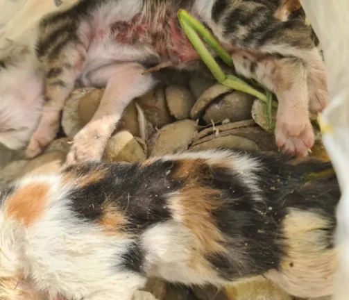 Κρέστενα: Nεογέννητα γατάκια δεμένα σε σακούλα, πεταμένα σε κάδo