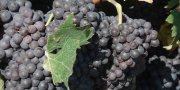 Όμιλος Φίλων Σταφίδας: Σχέδιο 12 παρεμβάσεων για να σωθεί το ιστορικό προϊόν της Μαύρης Κορινθιακής