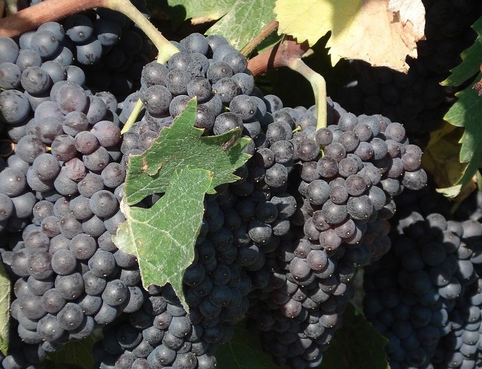 Όμιλος Φίλων Σταφίδας: Σχέδιο 12 παρεμβάσεων για να σωθεί το ιστορικό προϊόν της Μαύρης Κορινθιακής