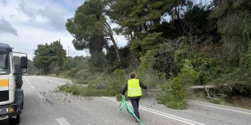 ΠΕ Ηλείας: Κοπή επικίνδυνων δέντρων στο οδικό δίκτυο του νομού
