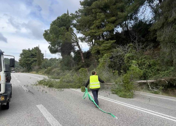 ΠΕ Ηλείας: Κοπή επικίνδυνων δέντρων στο οδικό δίκτυο του νομού