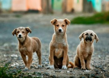Δήμος Ήλιδας: Αλλάζουν όλα για τους ιδιοκτήτες στη διαχείριση ζώων συντροφιάς
