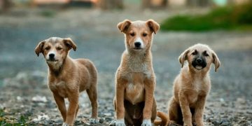 Δήμος Ήλιδας: Αλλάζουν όλα για τους ιδιοκτήτες στη διαχείριση ζώων συντροφιάς