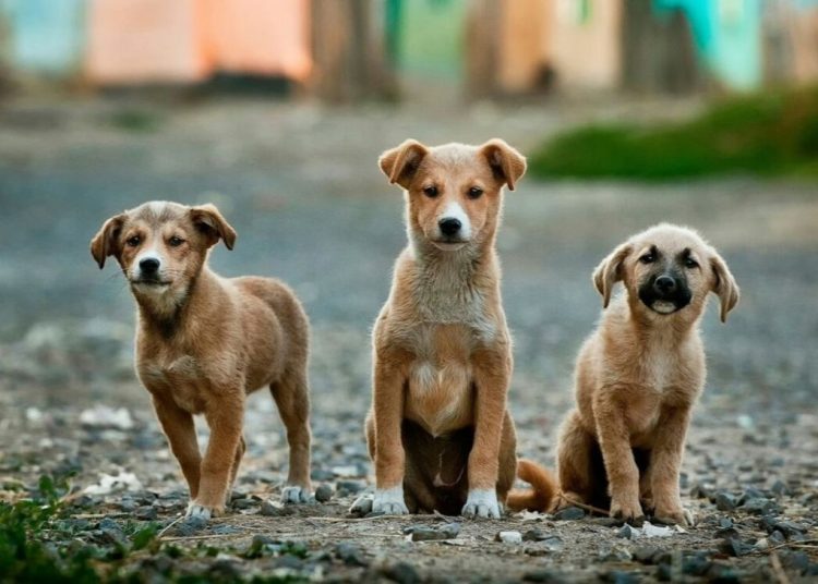 Δήμος Ήλιδας: Αλλάζουν όλα για τους ιδιοκτήτες στη διαχείριση ζώων συντροφιάς