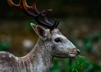 Πύργος: Λαχτάρα για οδηγό που του πετάχτηκε ελάφι και έπαθε τροχαίο