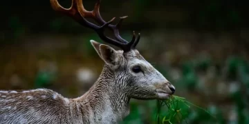 Πύργος: Λαχτάρα για οδηγό που του πετάχτηκε ελάφι και έπαθε τροχαίο