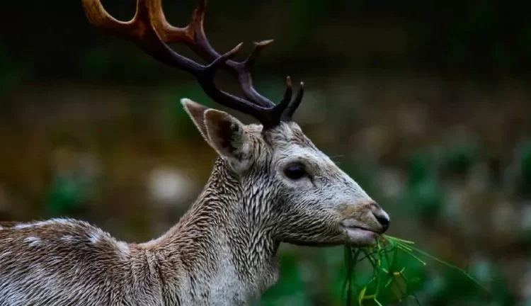 Πύργος: Λαχτάρα για οδηγό που του πετάχτηκε ελάφι και έπαθε τροχαίο