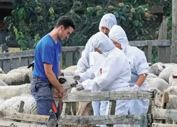 «Φούντωσε» πάλι η ευλογιά: Χάθηκε το στοίχημα του Πάσχα για την Δυτική Ελλάδα