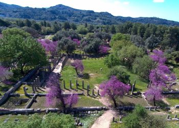 Αρχαία Ολυμπία: Τα ροζ δέντρα που ομορφαίνουν τον αρχαιολογικό χώρο-Μαγεύει η άνοιξη