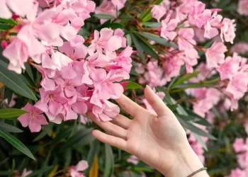 Πικροδάφνη: Οι γιατροί ζητούν να ξηλωθεί από πλατείες-Που κάνει κακό στην υγεία