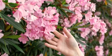 Πικροδάφνη: Οι γιατροί ζητούν να ξηλωθεί από πλατείες-Που κάνει κακό στην υγεία