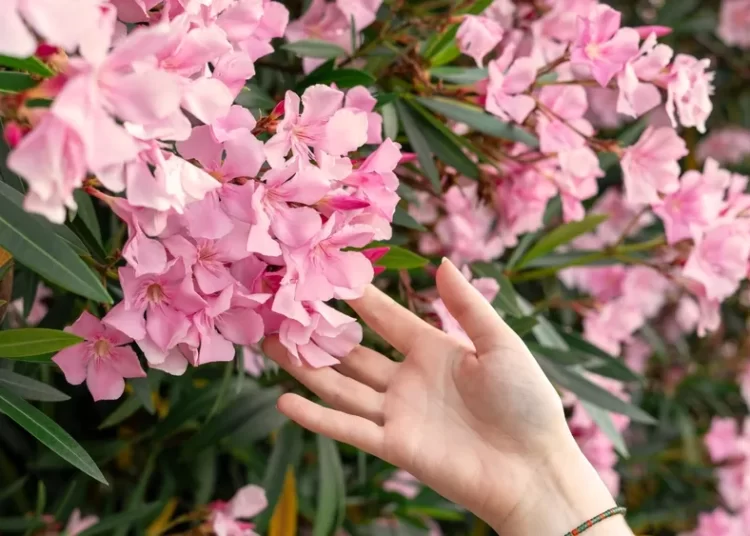 Πικροδάφνη: Οι γιατροί ζητούν να ξηλωθεί από πλατείες-Που κάνει κακό στην υγεία