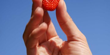 Hλεία: Οι βιολογικές φράουλες του Σπύρου Βυθούλκα είναι η επιτομή της φράουλας