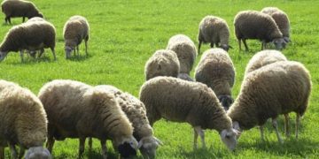 ΥπΑΑΤ: Στην Ηλεία εννιά νέες εστίες ευλογιάς προβάτων και αιγών – Ζώνες απαγόρευσης και επιτήρησης