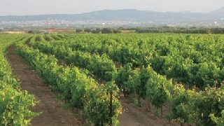 Κίνδυνος απώλειας των συνδεδεμένων ενισχύσεων σε αγρότες λόγω αστοχιών στο “monitoring”