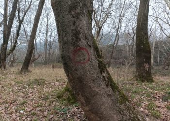 Δεκαετής απαγόρευση υλοτόμησης στα πλατάνια από το δασαρχείο Αμαλιάδας
