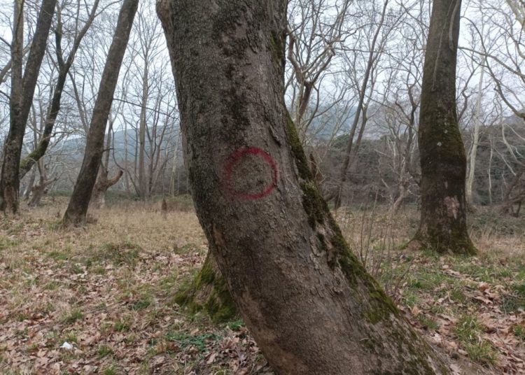 Δεκαετής απαγόρευση υλοτόμησης στα πλατάνια από το δασαρχείο Αμαλιάδας