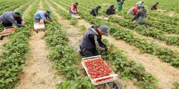 Φυματίωση: Δεκάδες τα θετικά τεστ σε εργάτες γης στην Ηλεία και την Αχαΐα