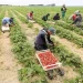 Φυματίωση: Δεκάδες τα θετικά τεστ σε εργάτες γης στην Ηλεία και την Αχαΐα