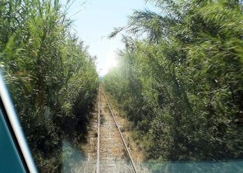 Τρένο Κατάκολο-Ολυμπία: Απαράδεκτες εικόνες εγκατάλειψης-Χόρτα & κλαδιά κλείνουν την γραμμή