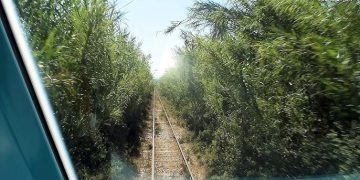 Τρένο Κατάκολο-Ολυμπία: Απαράδεκτες εικόνες εγκατάλειψης-Χόρτα & κλαδιά κλείνουν την γραμμή