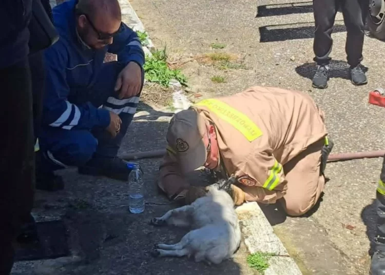 Ζαχάρω: Πυροσβέστες έσωσαν από φωτιά ηλικιωμένη- Έκαναν ΚΑΡΠΑ στον σκύλο της